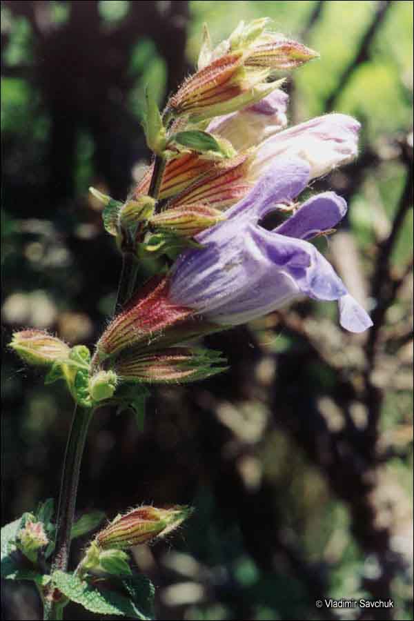 Name:  Salvia tomentosa.jpg
Views: 2538
Size:  61.5 KB