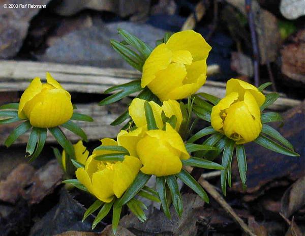 Name:  Eranthis hyemalis.jpg
Views: 3414
Size:  45.2 KB