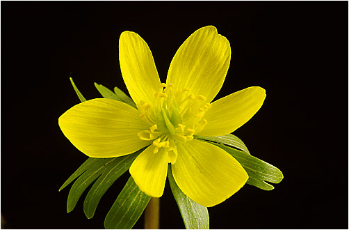 Name:  Eranthis hyemalis1.jpg
Views: 2118
Size:  47.6 KB