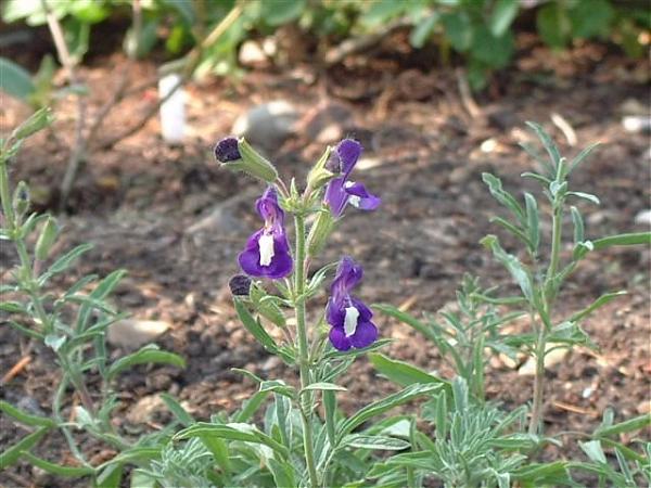 Name:  Salvia albimaculata.jpg
Views: 1759
Size:  53.7 KB