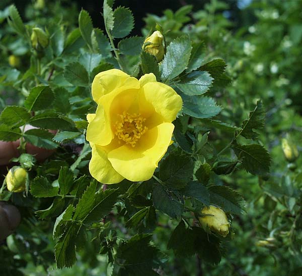 Name:  Rosa foetida.jpg
Views: 1120
Size:  60.1 KB