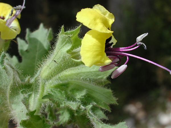Name:  Hyoscyamus aureus.jpg
Views: 1810
Size:  40.1 KB