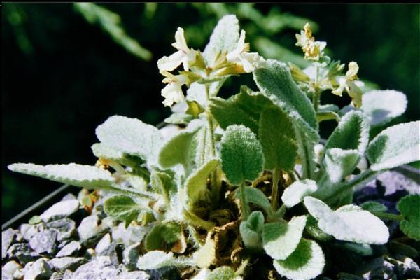 Name:  Stachys citrina.jpg
Views: 945
Size:  44.0 KB