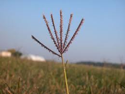 Name:  byk ayrk otu.jpg
Views: 15022
Size:  5.4 KB