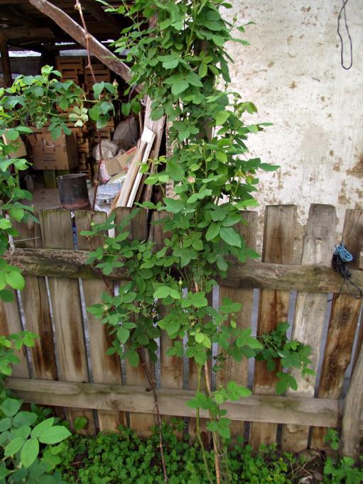 Name:  BOlu ısparta gülü3.jpg
Views: 8020
Size:  76.5 KB