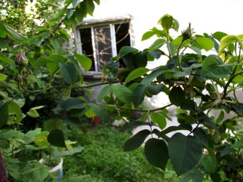 Name:  BOlu ısparta gülü.jpg
Views: 8076
Size:  38.8 KB