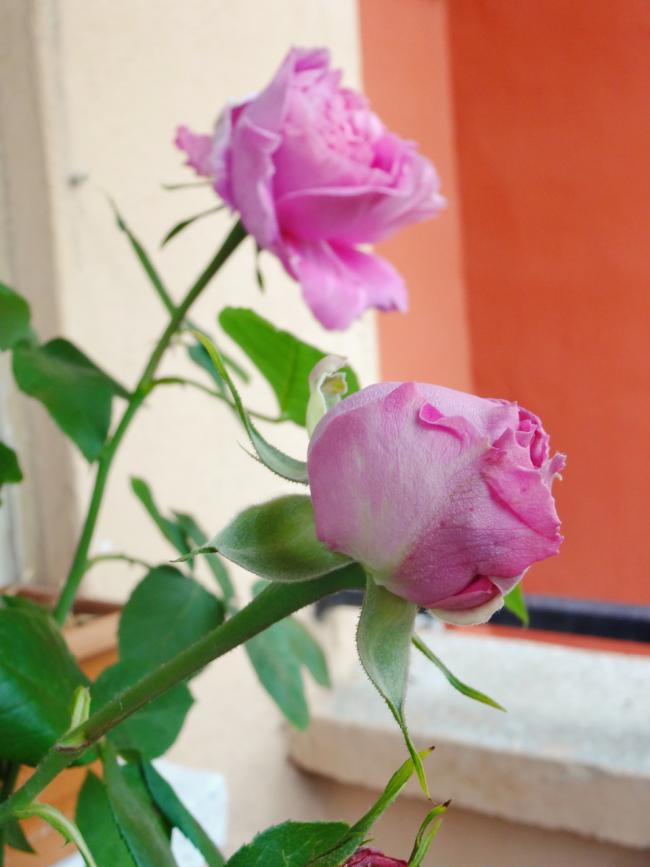 Name:  DSC01229.jpg
Views: 4765
Size:  47.8 KB
