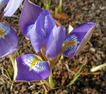 Name:  Iris_unguicularis_br.jpg
Views: 2738
Size:  63.8 KB
