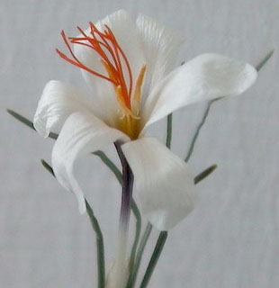 Name:  2_Crocus_fleischeri.jpg
Views: 2310
Size:  34.2 KB