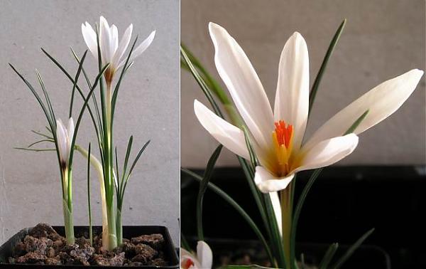 Name:  Crocus%20fleischeri.jpg
Views: 2790
Size:  31.6 KB