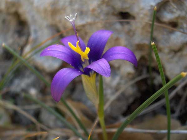 Name:  Romulea tempskyana.jpg
Views: 4904
Size:  55.5 KB