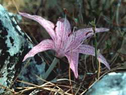 Name:  variegatum1.gif
Views: 2922
Size:  43.6 KB
