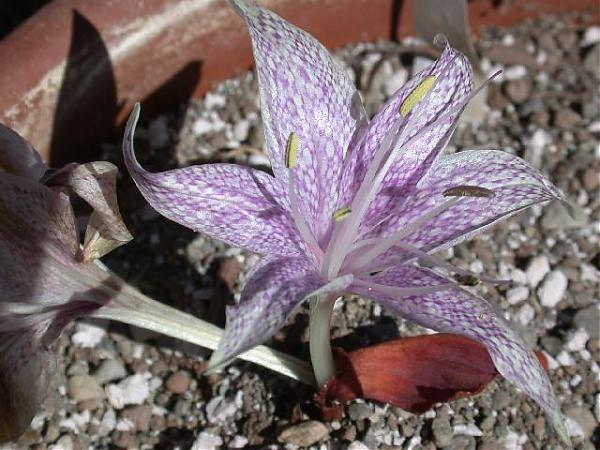 Name:  Colchicum_variegatum_2.jpg
Views: 4627
Size:  55.1 KB