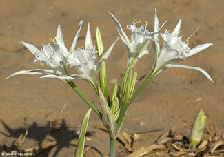 Name:  kum zamba.jpg
Views: 5040
Size:  41.1 KB