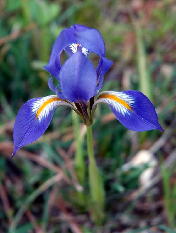 Name:  iris stenophylla.jpg
Views: 4987
Size:  50.8 KB