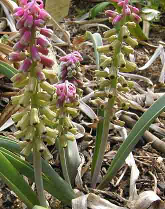Name:  Muscari_massayanum.jpg
Views: 1985
Size:  59.0 KB