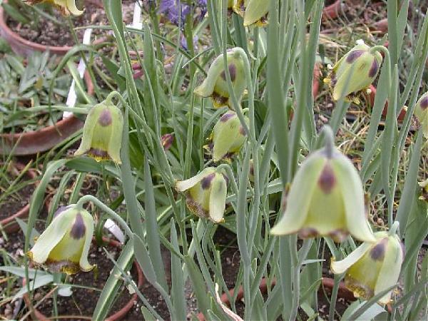 Name:  Fritillaria_acmopetala1_jmg.jpg
Views: 1992
Size:  66.8 KB