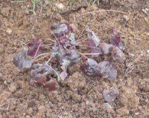 Name:  heuchera-bordo.jpg
Views: 1436
Size:  21.8 KB