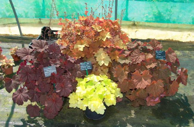 Name:  heuchera_caramel-brownies-mocha-citronnelle_crop.jpg
Views: 1677
Size:  62.3 KB