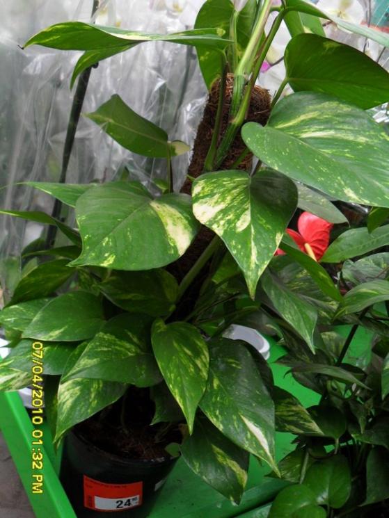 Name:  SDC12200.jpg
Views: 1221
Size:  66.8 KB