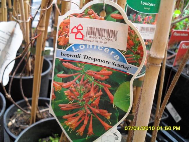Name:  SDC12211.jpg
Views: 784
Size:  58.4 KB
