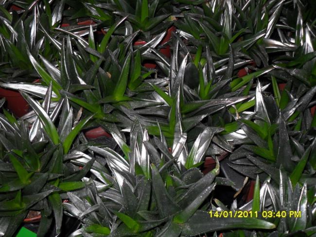 Name:  005.jpg
Views: 1165
Size:  69.5 KB