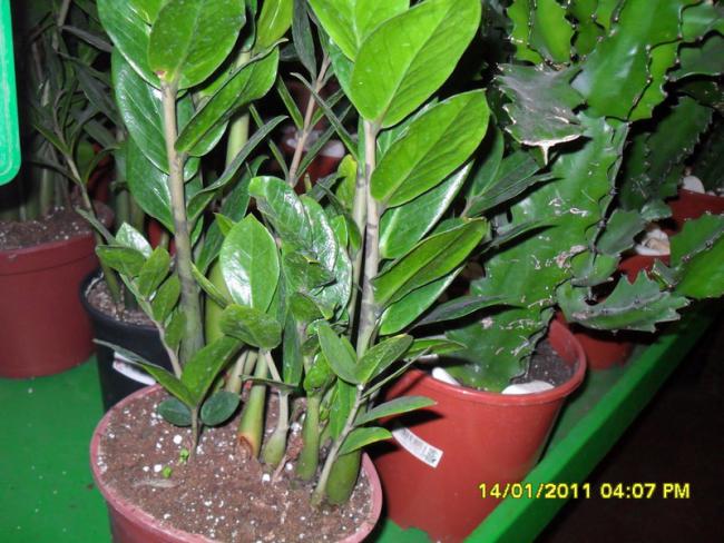 Name:  036.jpg
Views: 1155
Size:  61.8 KB