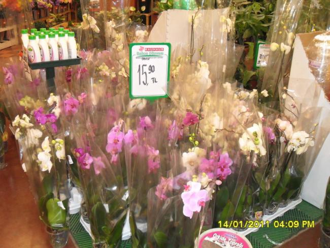 Name:  039.jpg
Views: 1158
Size:  60.7 KB
