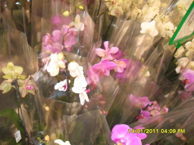Name:  040.jpg
Views: 1078
Size:  44.9 KB