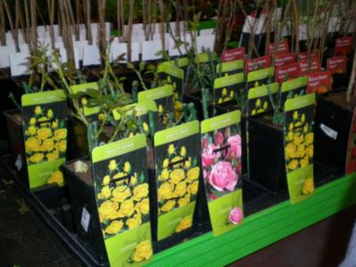 Name:  1DSCN9363_tn.jpg
Views: 1806
Size:  25.5 KB