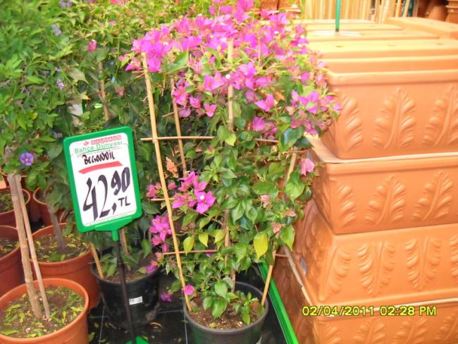 Name:  049.jpg
Views: 1592
Size:  68.5 KB