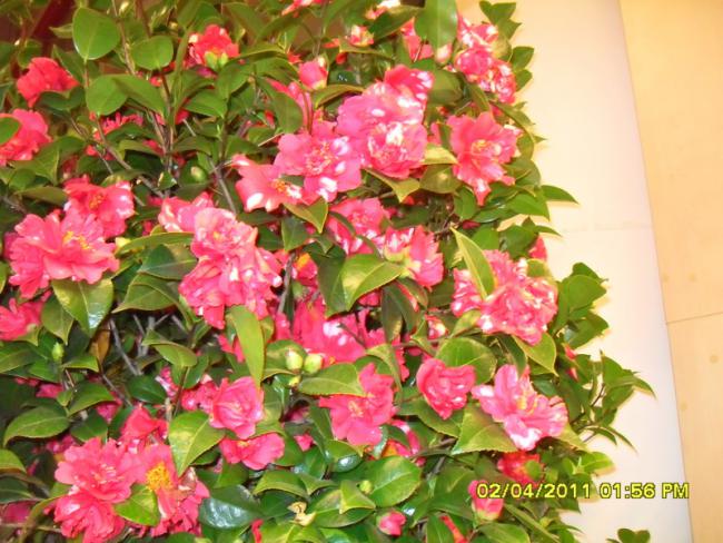 Name:  041.jpg
Views: 1581
Size:  65.0 KB