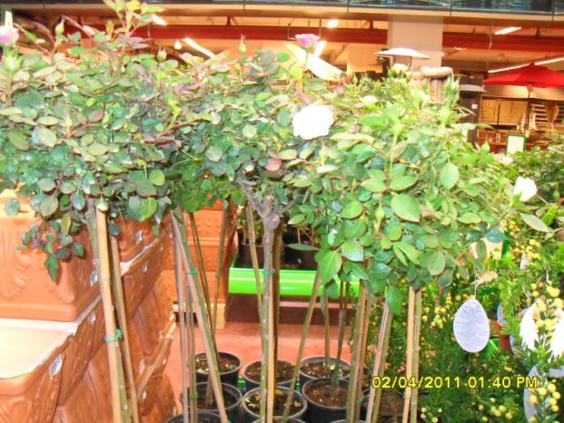 Name:  009.jpg
Views: 1231
Size:  72.0 KB