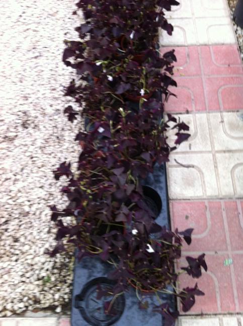 Name:  IMG_0511.jpg
Views: 1894
Size:  55.9 KB