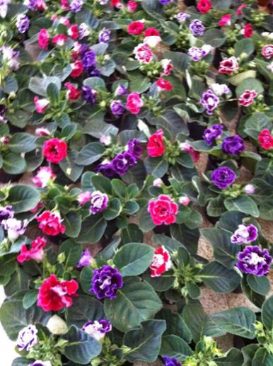 Name:  IMG_0680.jpg
Views: 8833
Size:  51.9 KB