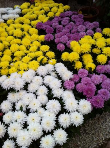 Name:  IMG_0676.jpg
Views: 3297
Size:  46.0 KB