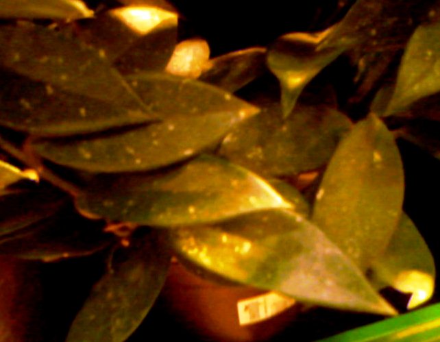 Name:  Photo-0023.jpg
Views: 3093
Size:  49.8 KB