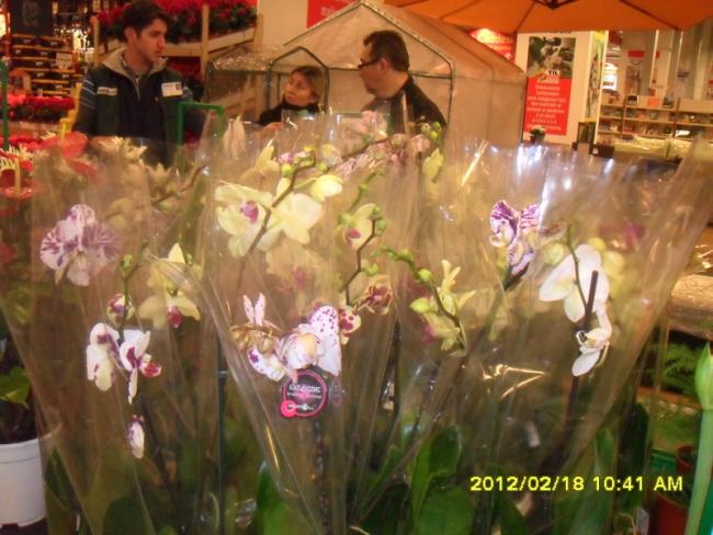 Name:  008-1.jpg
Views: 2650
Size:  52.3 KB