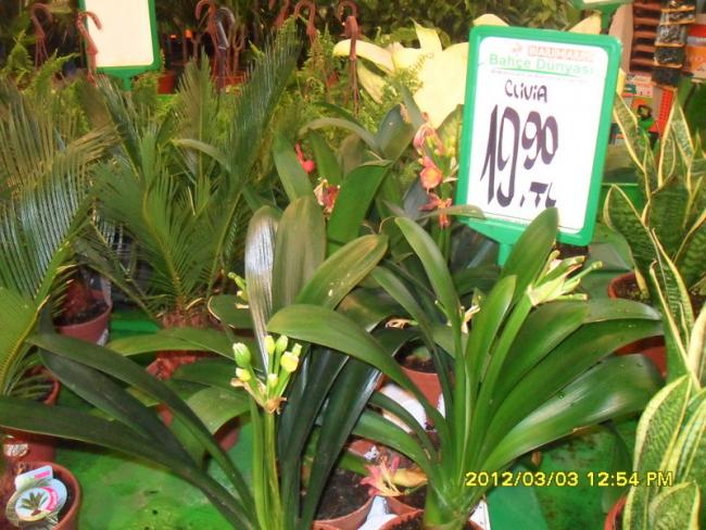 Name:  009.jpg
Views: 1482
Size:  63.2 KB