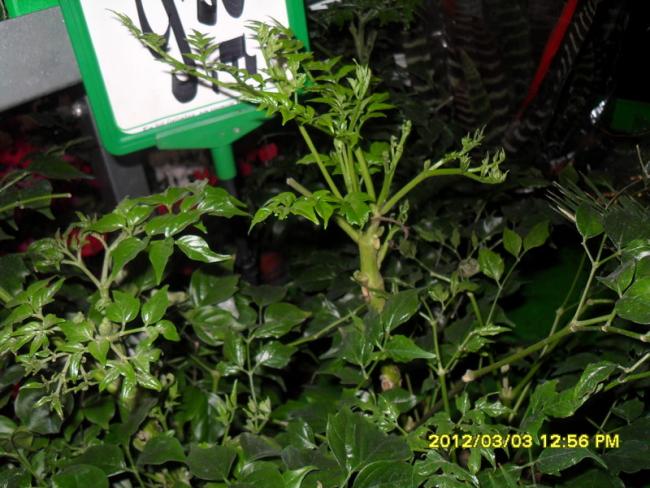 Name:  011.jpg
Views: 1422
Size:  59.5 KB