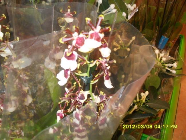 Name:  009.jpg
Views: 1397
Size:  52.2 KB