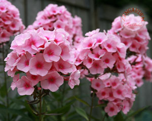 Name:  PHLOXDECUSMIXC3.jpg
Views: 4276
Size:  22.4 KB