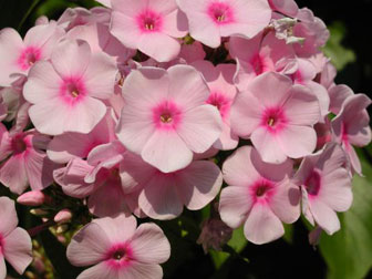 Name:  alevcicegi2.jpg
Views: 3929
Size:  24.2 KB