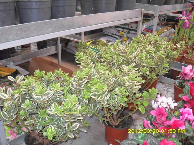 Name:  022.jpg
Views: 1925
Size:  71.6 KB