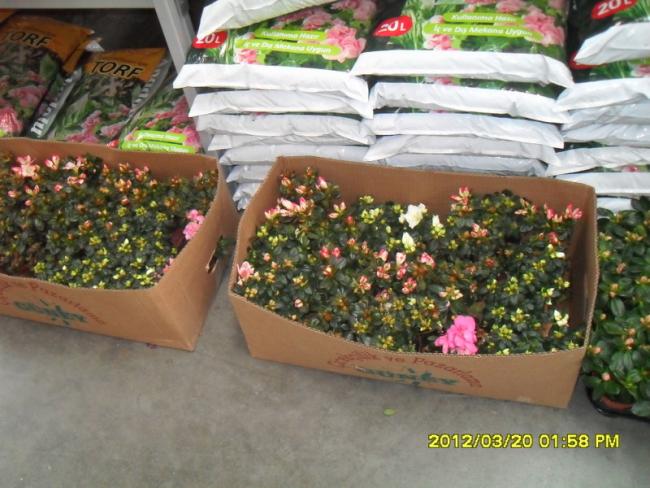 Name:  029.jpg
Views: 2589
Size:  56.6 KB