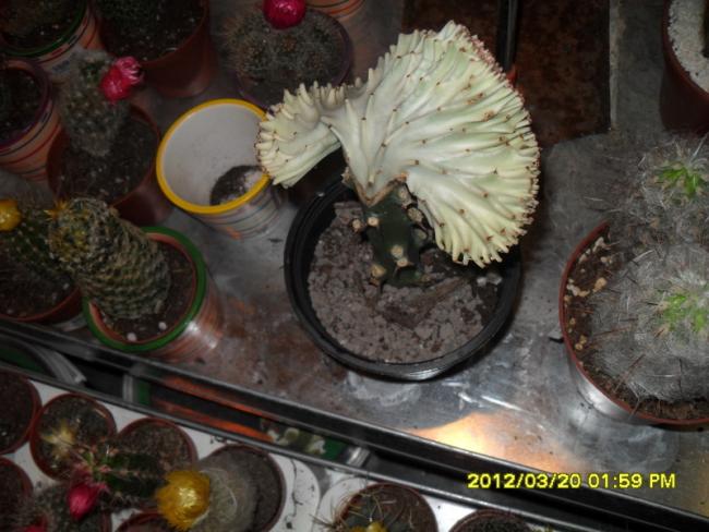 Name:  030.jpg
Views: 1933
Size:  49.5 KB