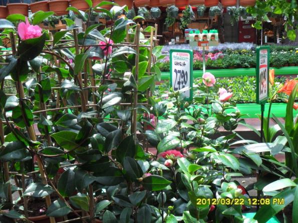 Name:  010.jpg
Views: 1907
Size:  73.0 KB