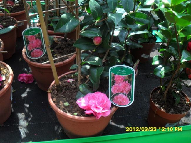 Name:  017.jpg
Views: 2247
Size:  59.4 KB