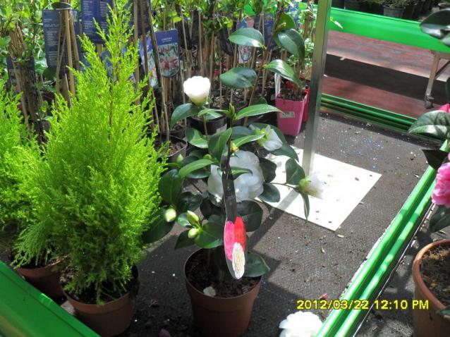 Name:  018.jpg
Views: 2271
Size:  70.2 KB