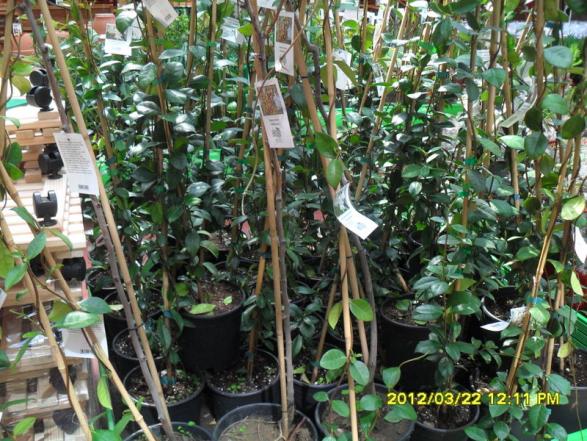 Name:  021.jpg
Views: 2498
Size:  73.4 KB